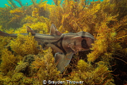 A beautiful Port Jackson shark nestled into the reef keep... by Brayden Thrower 
